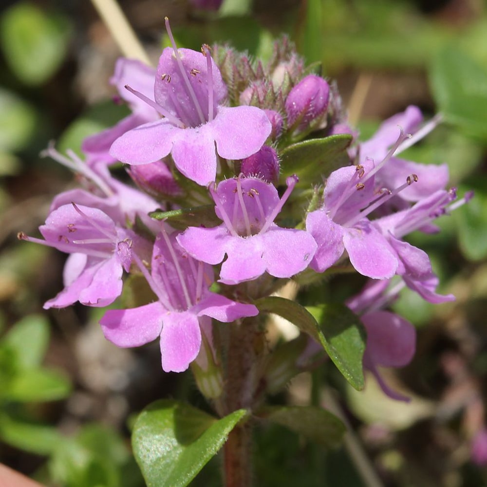 伊吹麝香草 (いぶきじゃこうそう)の花　ピンク　紫　