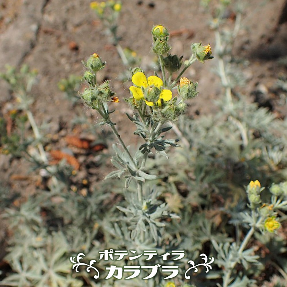 ポテンティラ カラブラ 