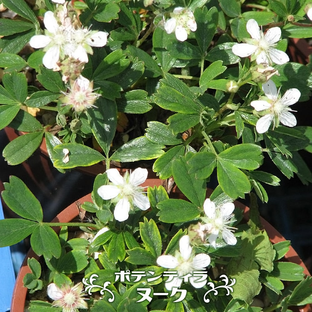 ポテンティラ ヌーク 1
