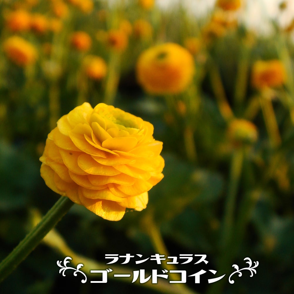  ラナンキュラス　ゴールドコインの花