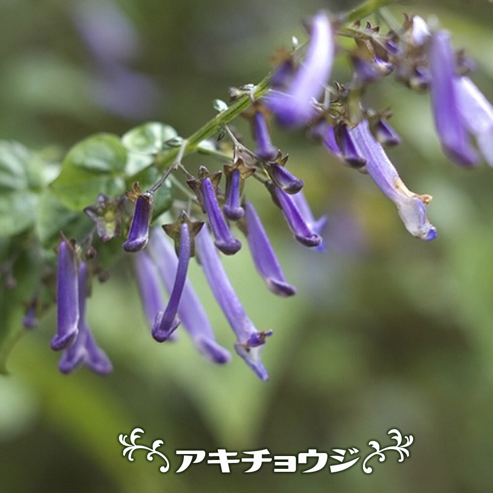 アキチョウジ （秋丁字）  