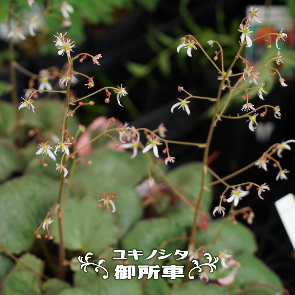 ユキノシタ （雪の下） 御所車 