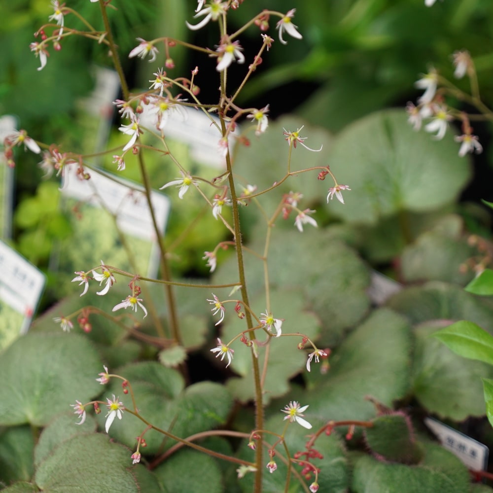 ユキノシタ （雪の下） 御所車の花