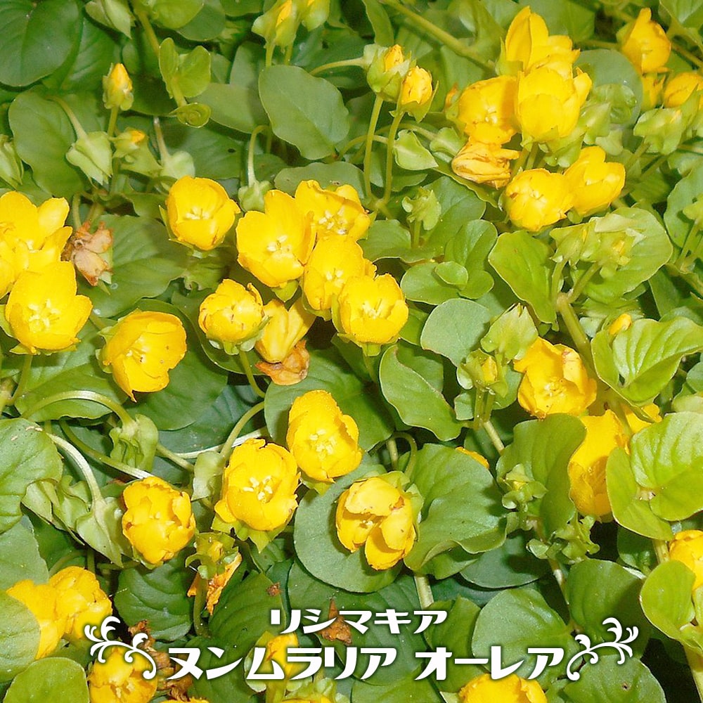 リシマキア ヌンムラリア オーレア 