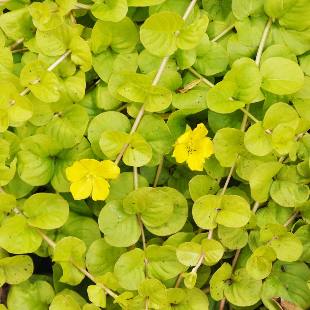 リシマキア ヌンムラリア オーレア 1