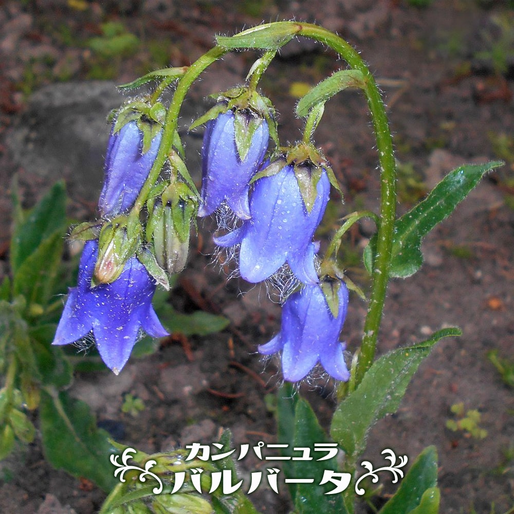 カンパニュラ バルバータ  