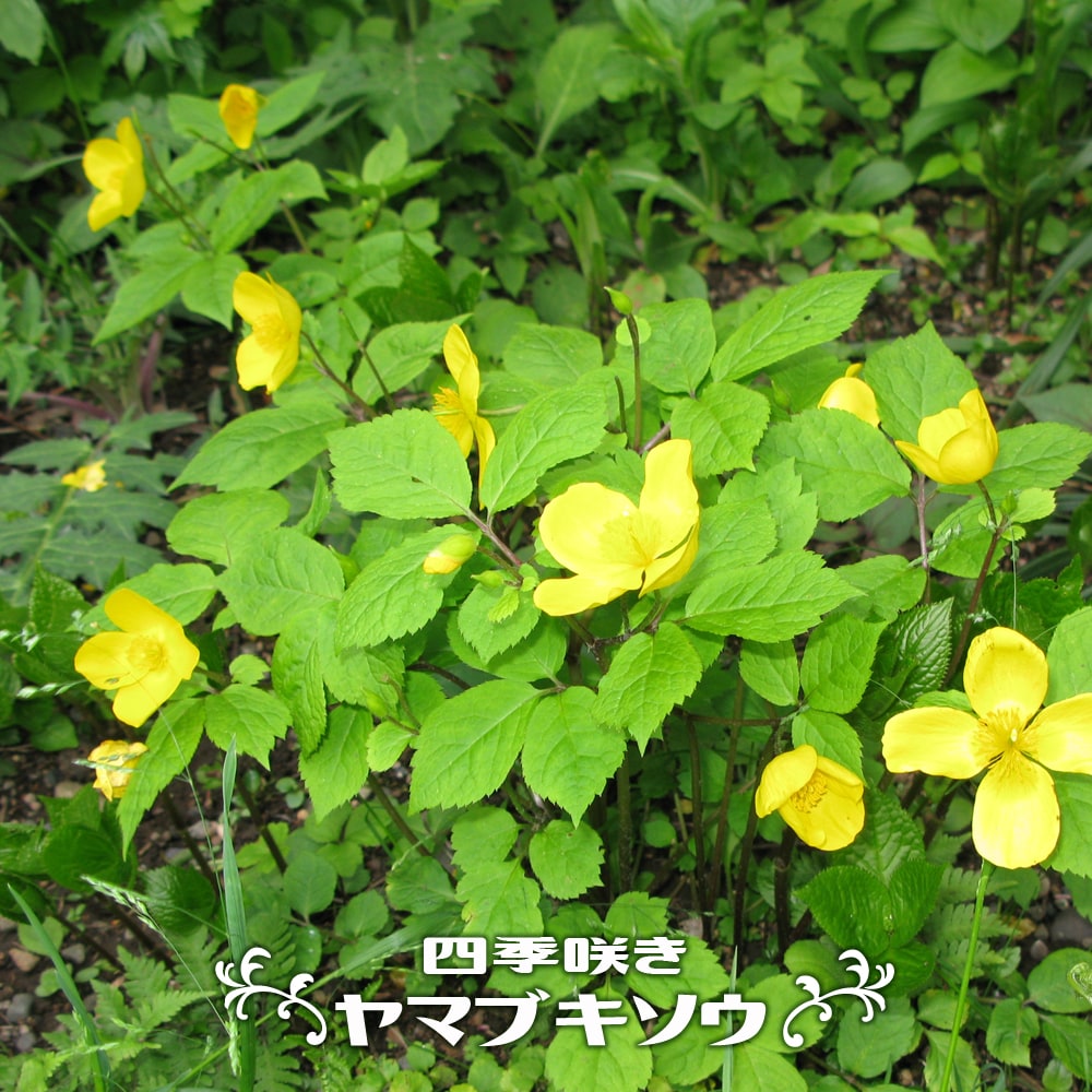 四季咲きヤマブキソウ  