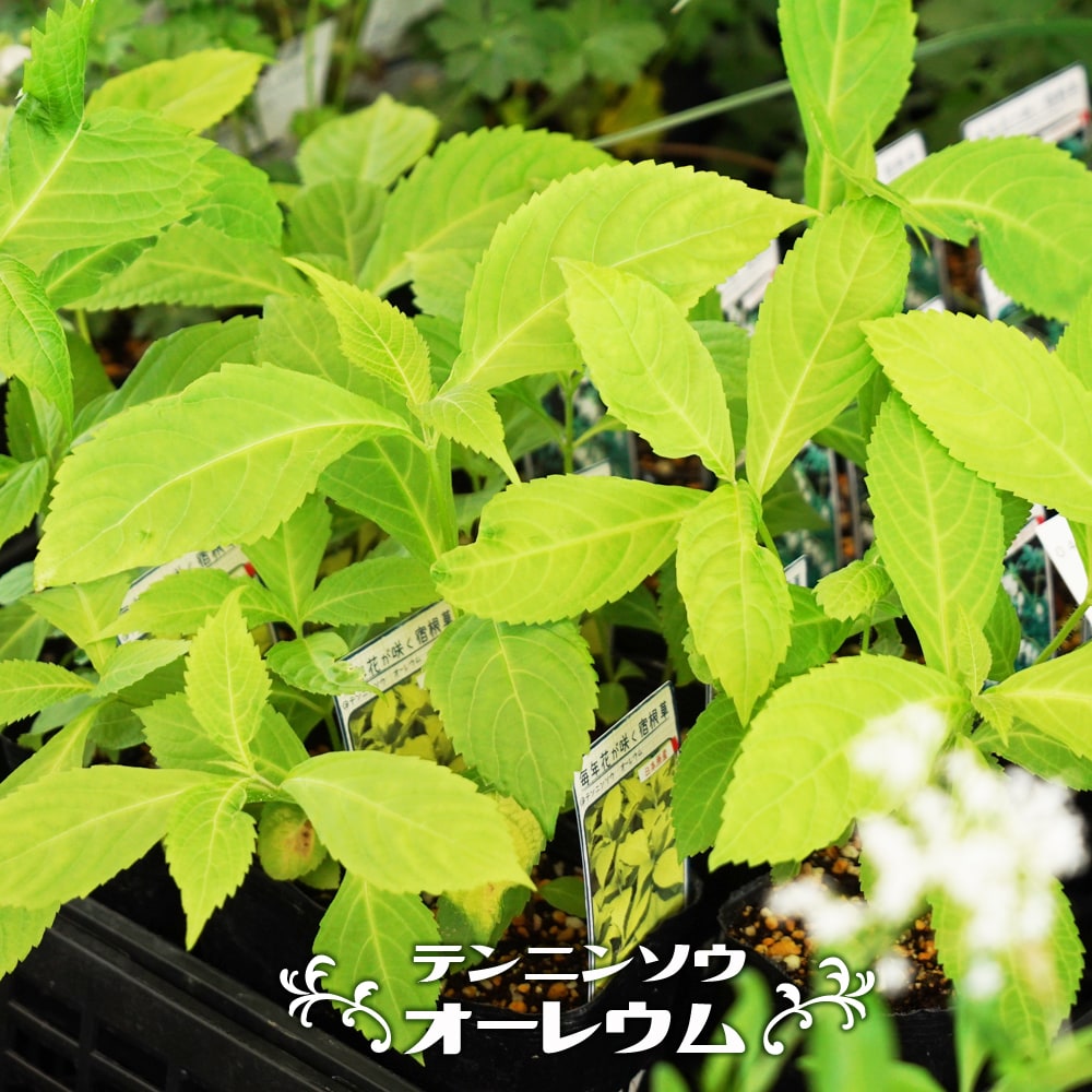 テンニンソウ（天人草） オーレウム 