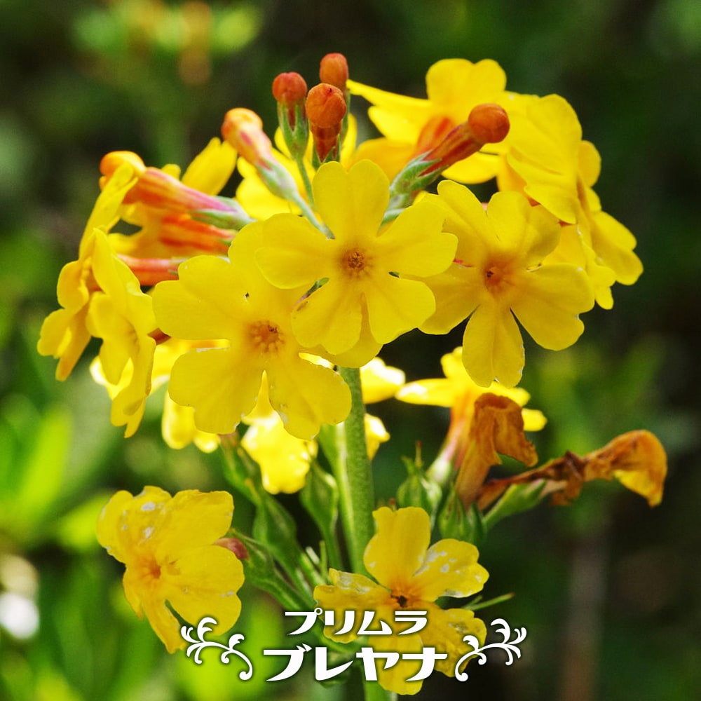 プリムラ ブレヤナ 