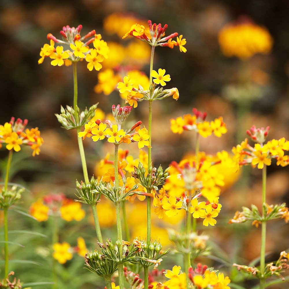 プリムラ ブレヤナ 1