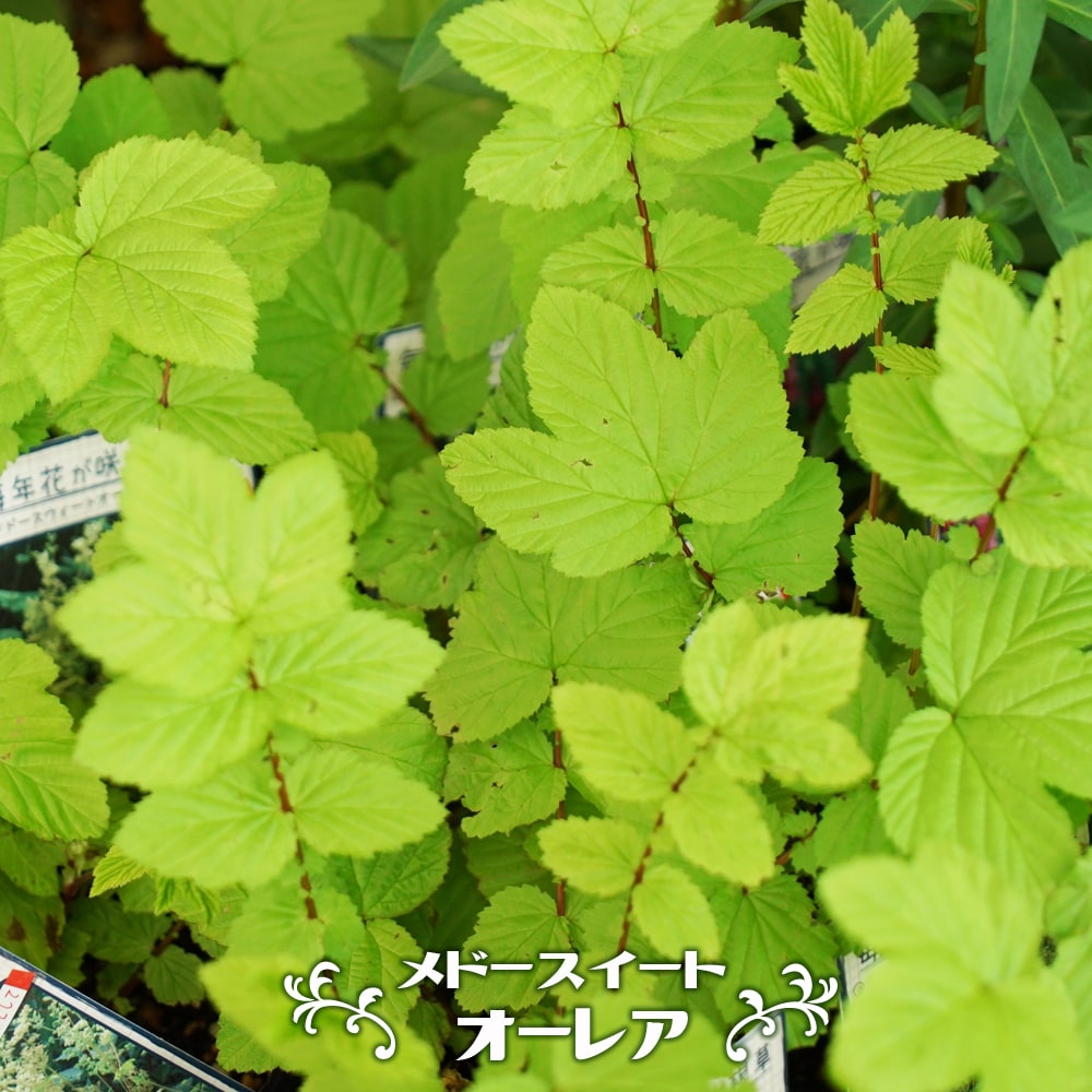 メドースイート オーレア（黄金葉） 
