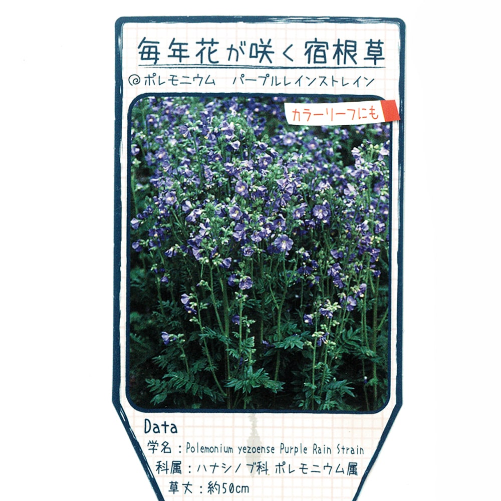ポレモニウム （ 西洋ハナシノブ ） パープルレインストレイン 