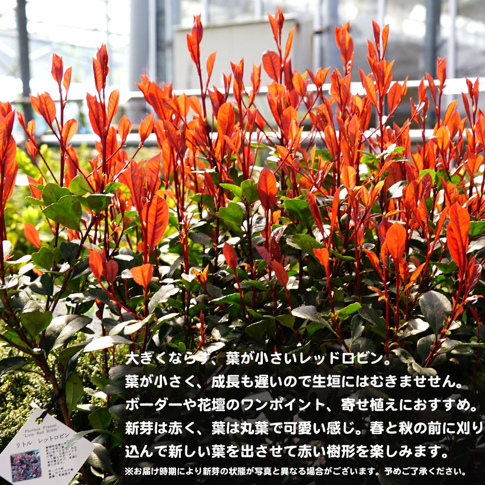 リトルレッドロビン 苗 販売 苗木部 By 花ひろばオンライン