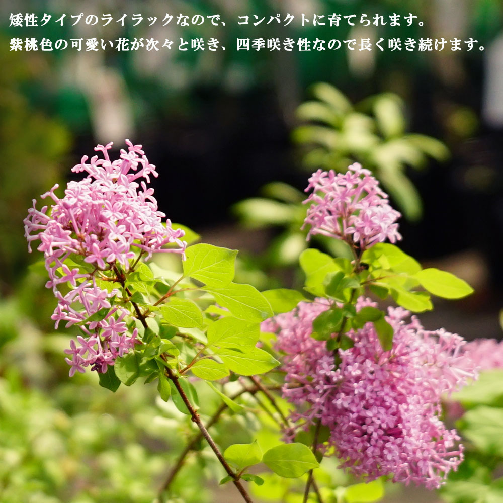 姫ライラック ペンダ 
