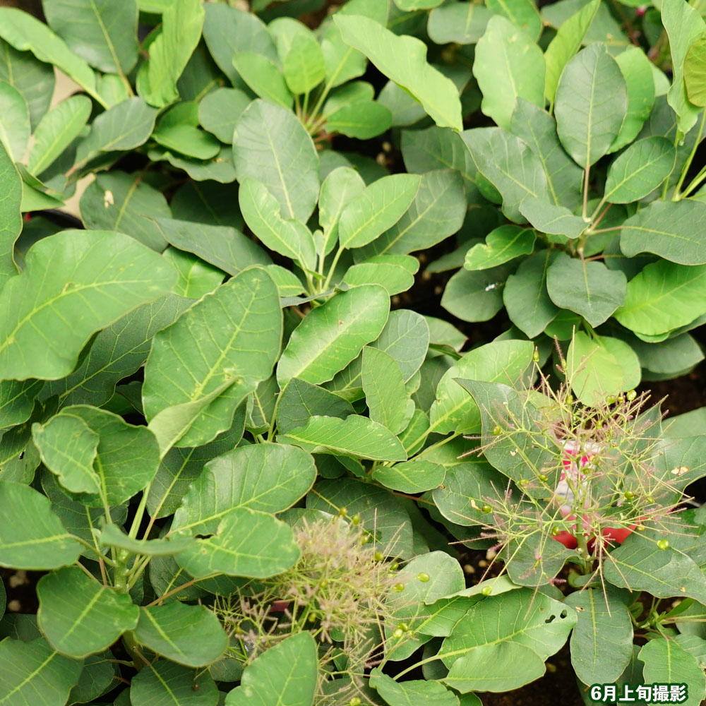 スモークツリー ラブリーローズ  3