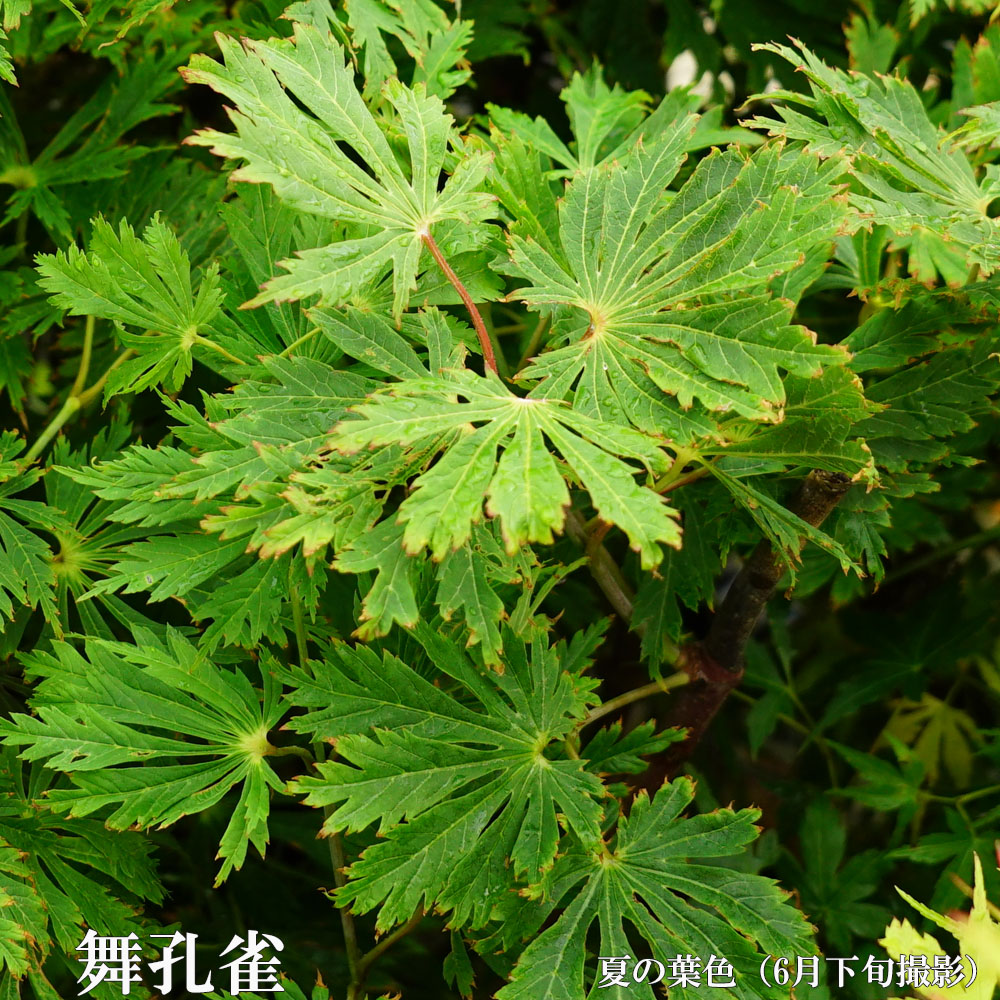 カエデ・もみじ 舞孔雀 2