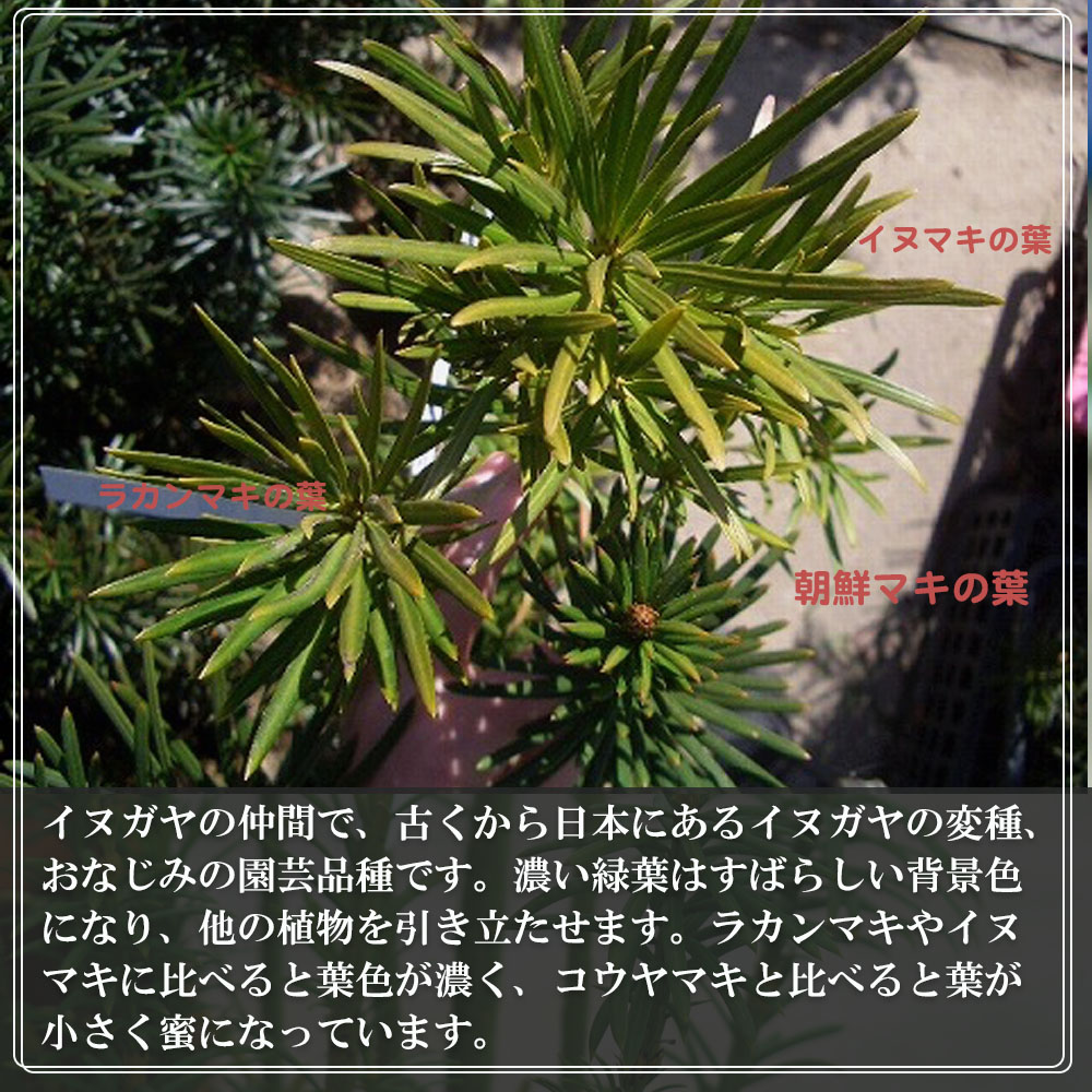 朝鮮マキ 朝鮮マキ 2