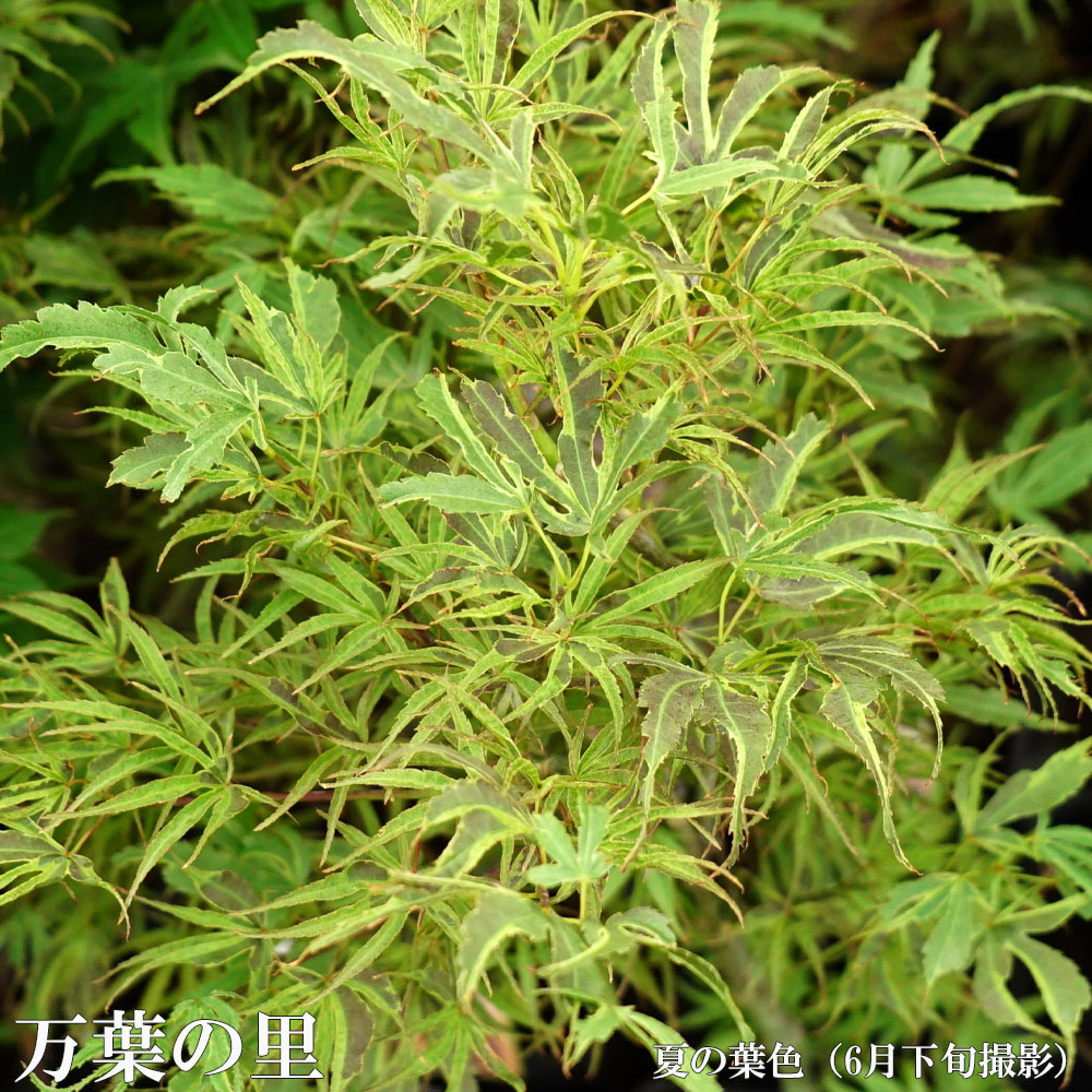 モミジ 万葉の里 苗 販売 苗木部 By 花ひろばオンライン