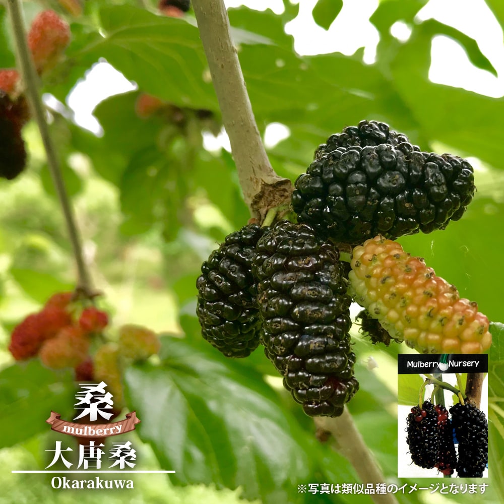 桑（マルベリー） 大唐桑 