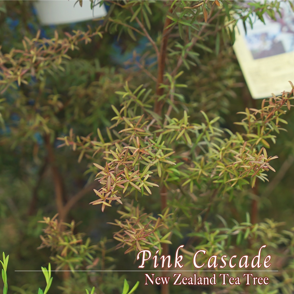 メラレウカ ピンクカスケード 