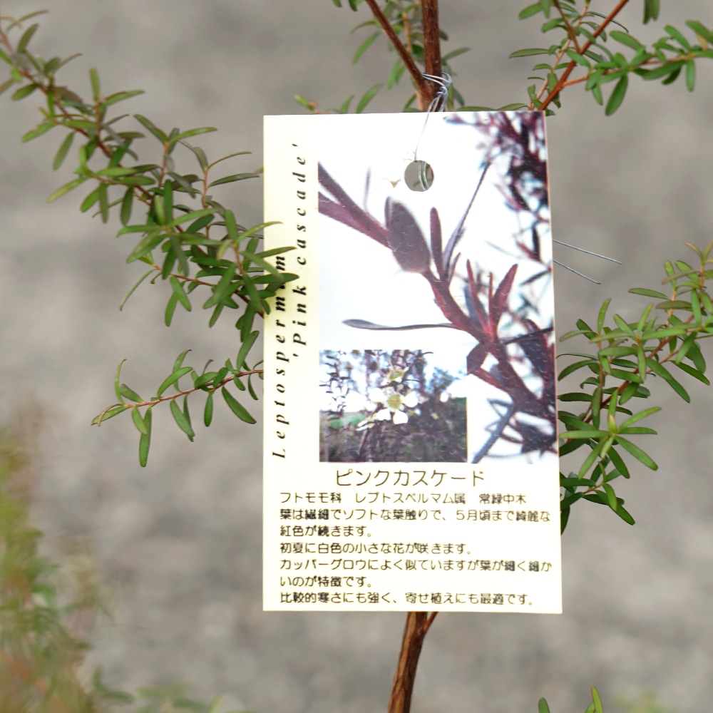 メラレウカ ピンクカスケード 3