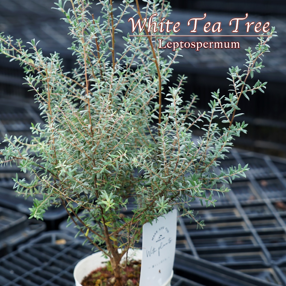 メラレウカ ホワイトティーツリー 