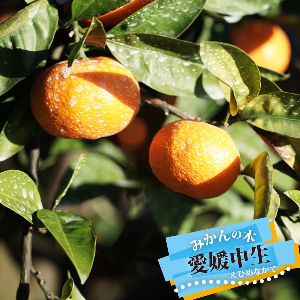 柑橘 愛媛中生 1