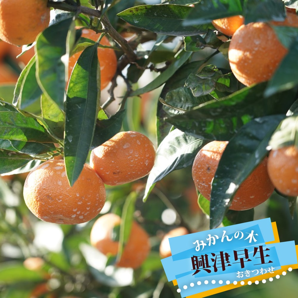 柑橘 興津早生 