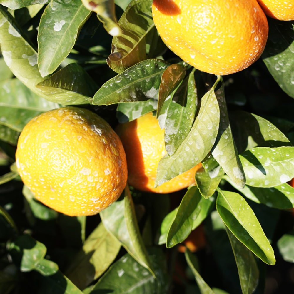 柑橘 温州みかん 田口早生 苗 販売 苗木部 By 花ひろばオンライン