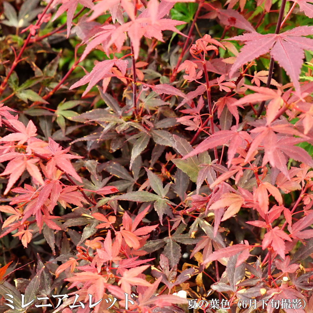 カエデ・もみじ オオモミジ系 ミレニアムレッド 苗 販売 苗木部 By 花