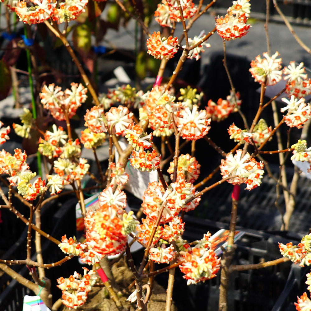 ミツマタ 赤花 1