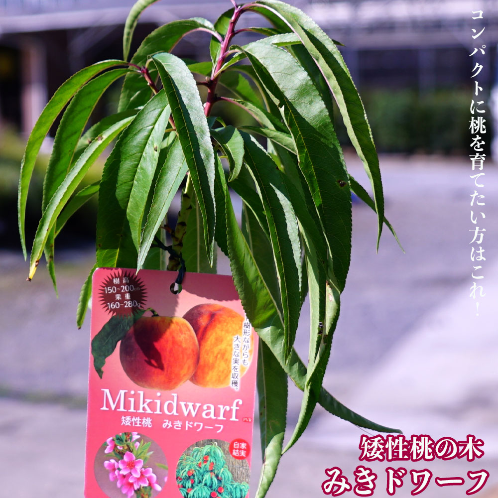 モモ みきドワーフ 