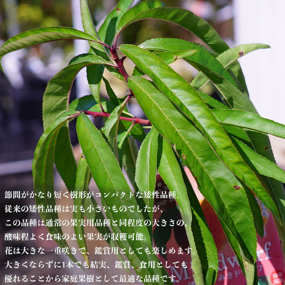 モモ みきドワーフ 1