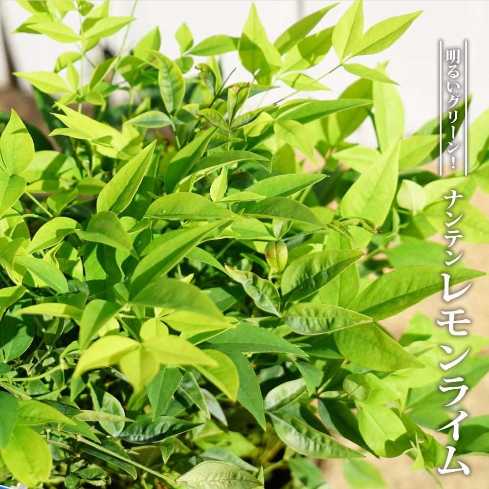 ナンテン レモンライト 