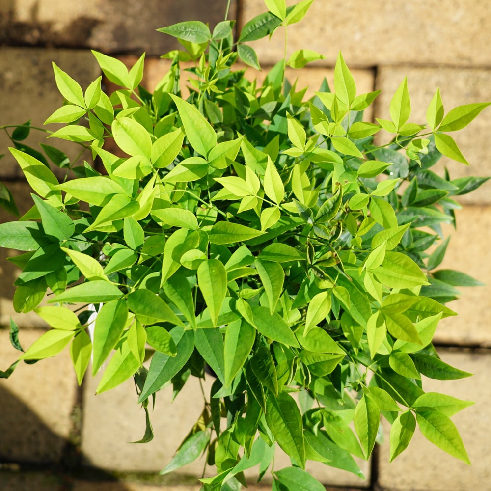 ナンテン レモンライト 1