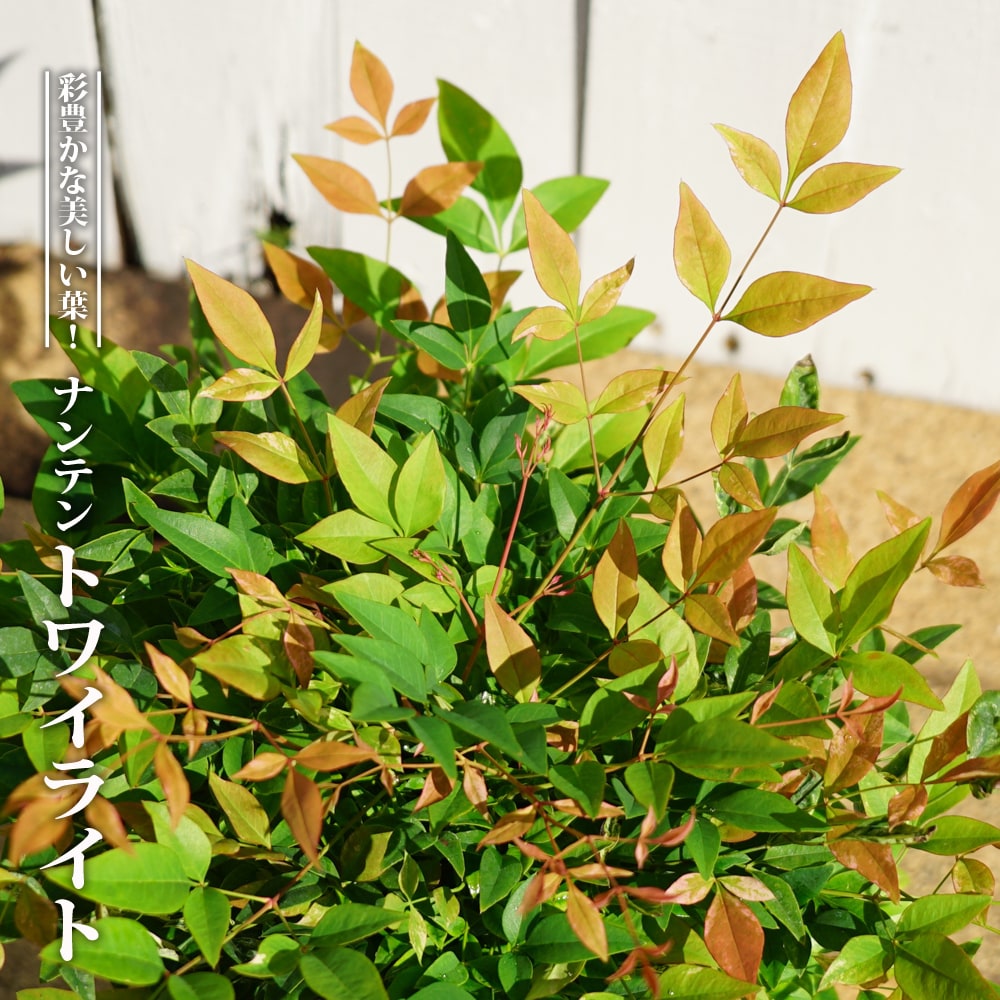 ナンテン トワイライト 