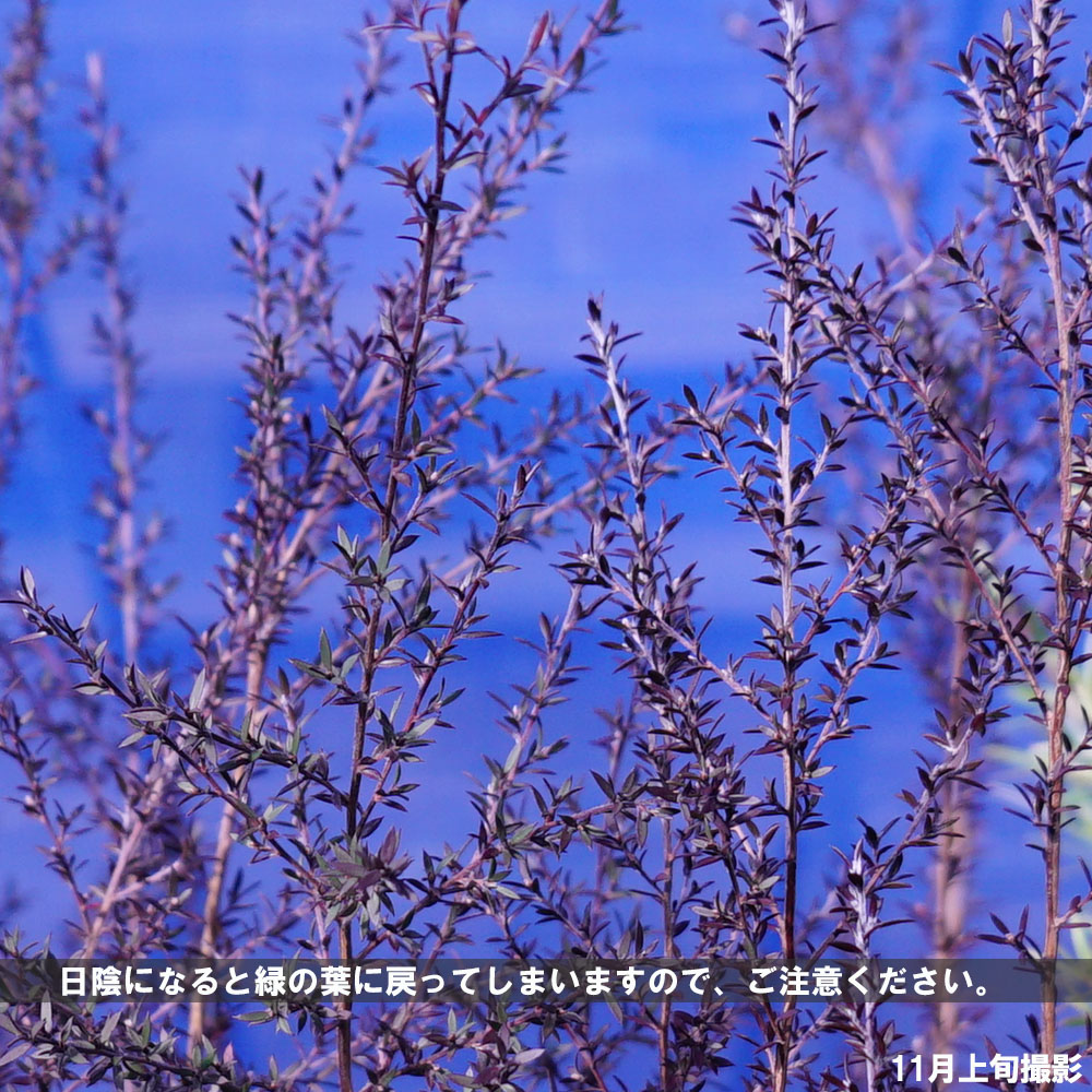 レプトスペルマム ナニュームルブルム 2