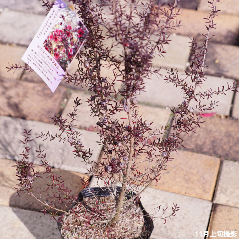 レプトスペルマム ナニュームルブルム 3