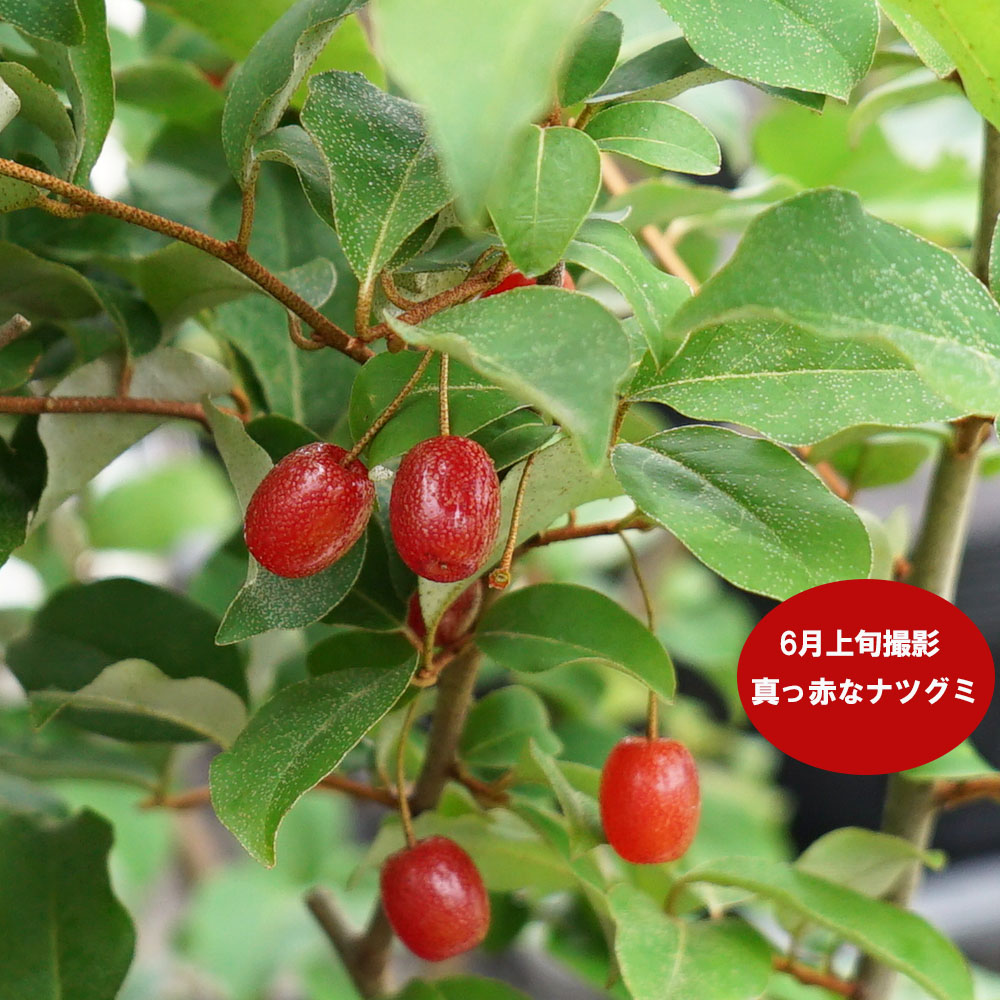 グミ 落葉性 ナツグミ 苗 販売 苗木部 By 花ひろばオンライン