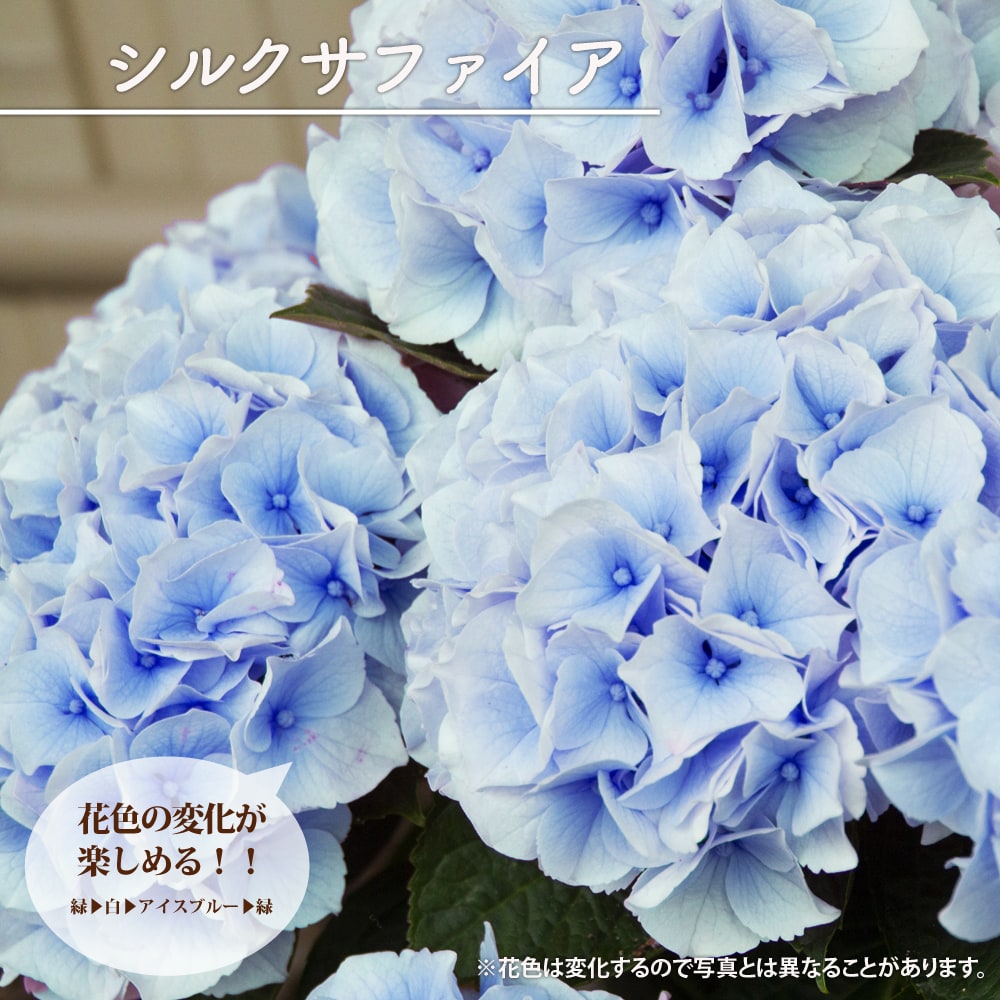  シルクサファイア