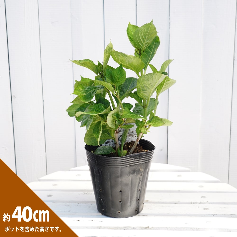 アジサイ ハイドランジア ストロングハート 苗 販売 苗木部 By 花