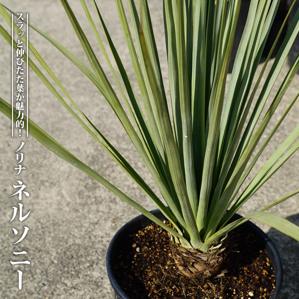 ノリナ ネルソニー 