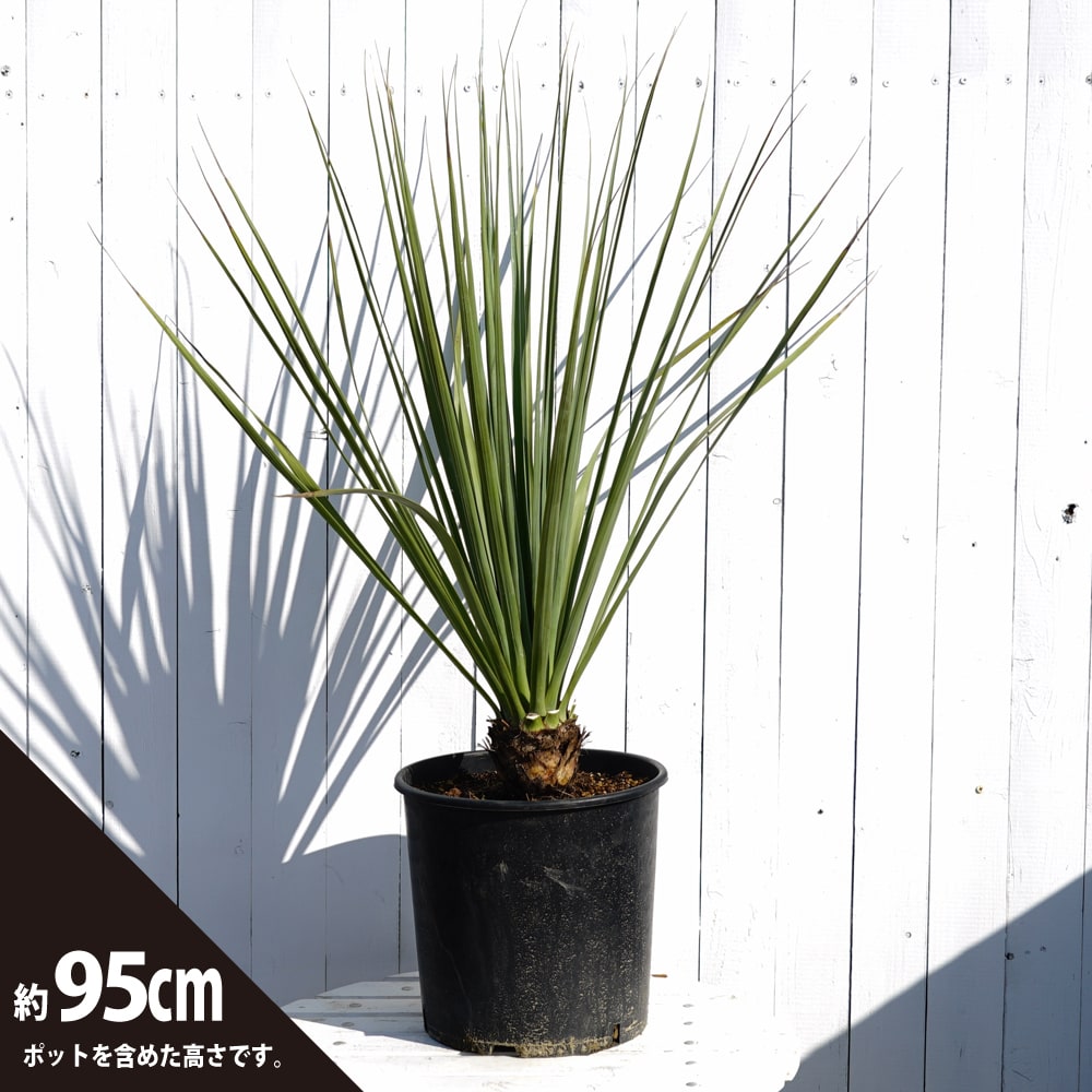 ノリナ ネルソニー 苗 販売 苗木部 By 花ひろばオンライン