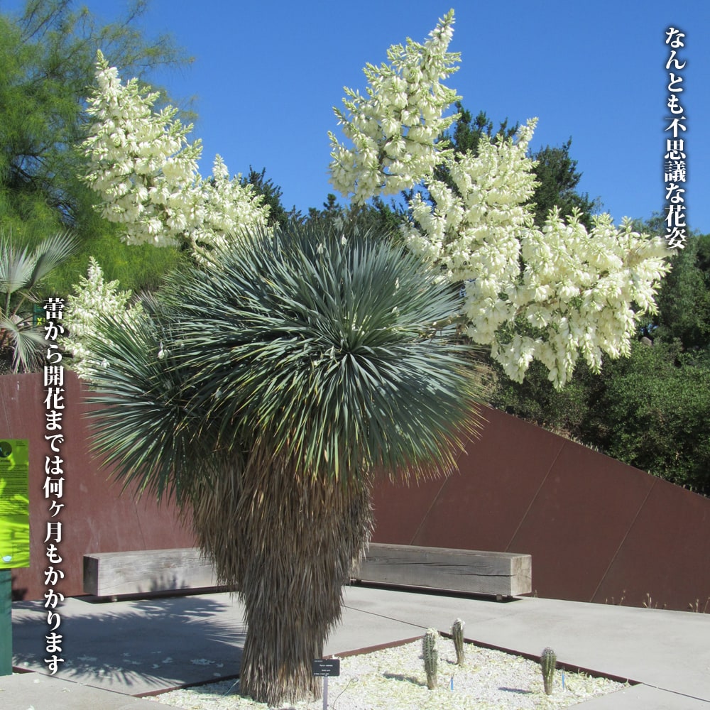 ユッカ ロストラータ 苗 おすすめ 苗木部 By 花ひろばオンライン