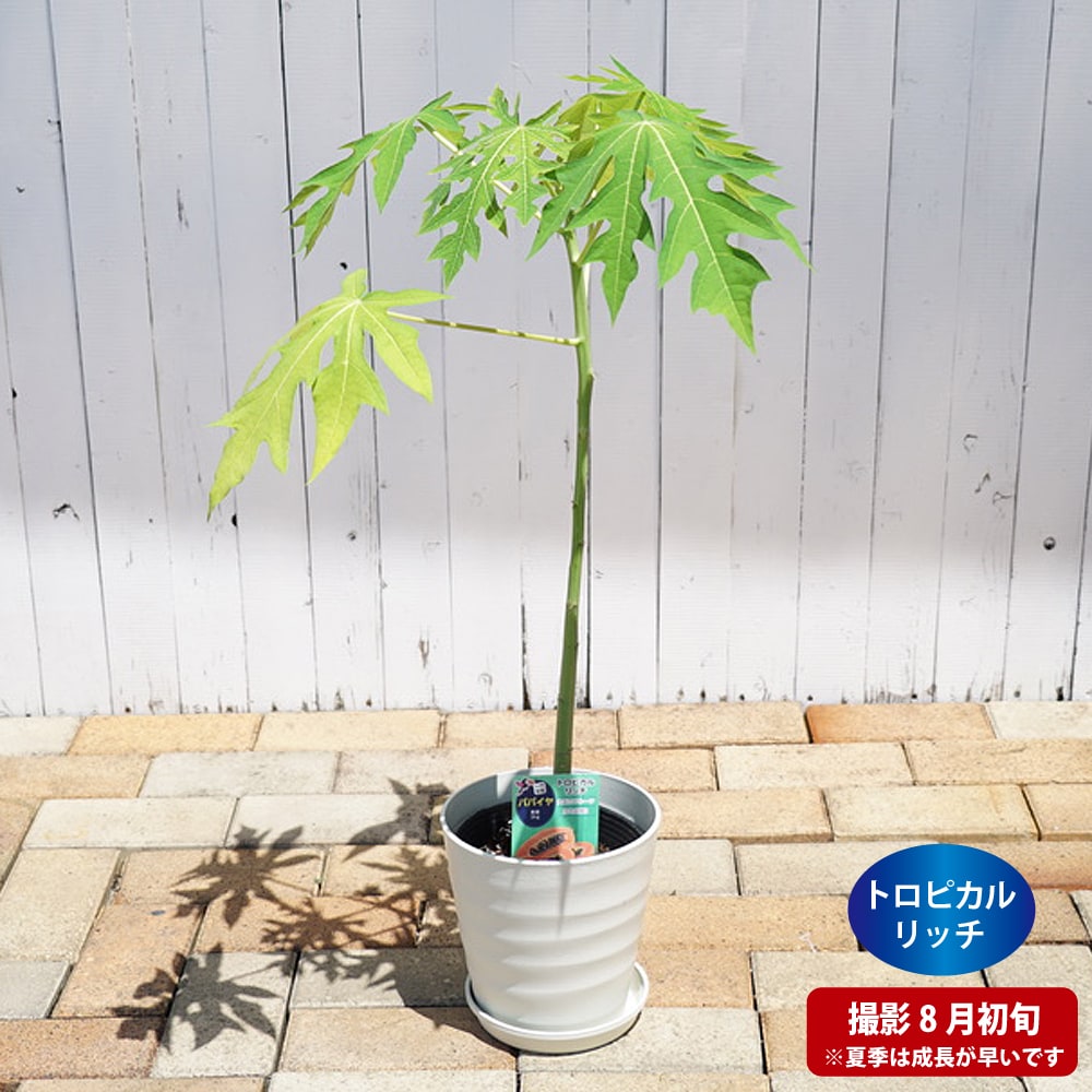 パパイヤ トロピカルリッチ 7