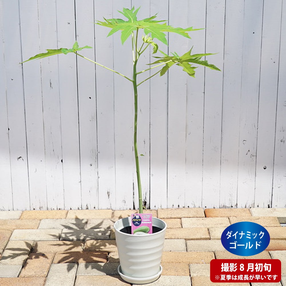 パパイヤ ダイナミックゴールド 7