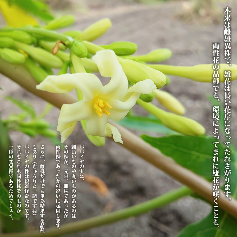 パパイヤの花