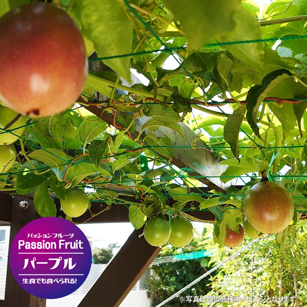 パッションフルーツ パープル 2