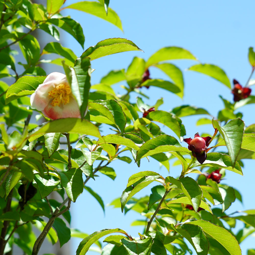 シャラノキ 夜明け前 3