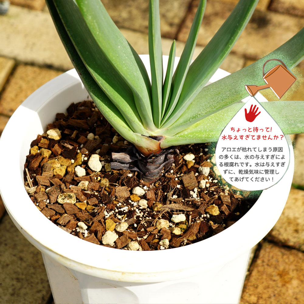 アロエ プリカティス